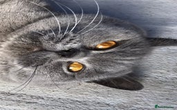 Scottish Fold cats for stud:  East Midlands Tica Blue British shorthair stud  in Derby - Image 8