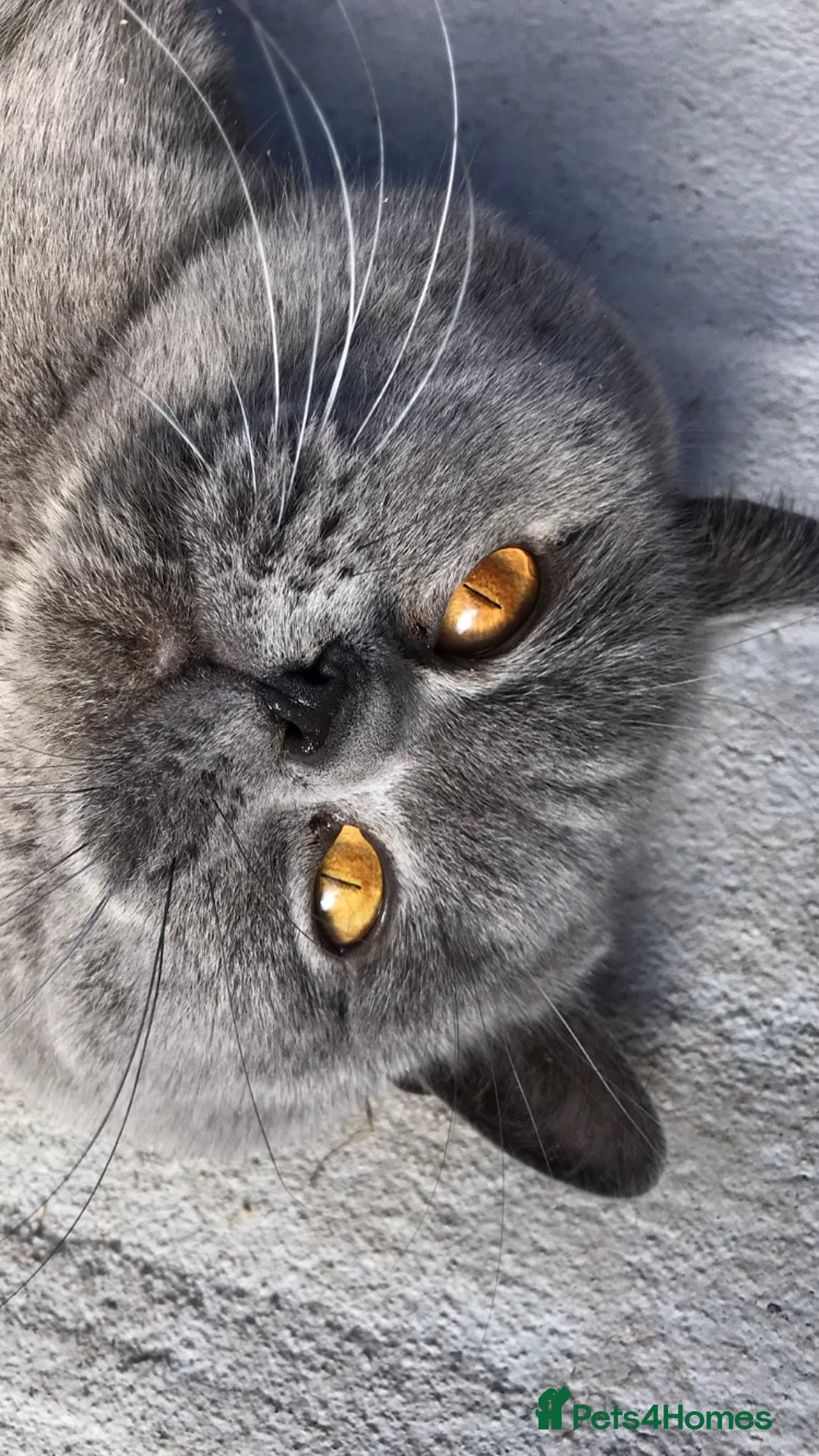Scottish Fold cats for stud:  East Midlands Tica Blue British shorthair stud  in Derby - Image 8