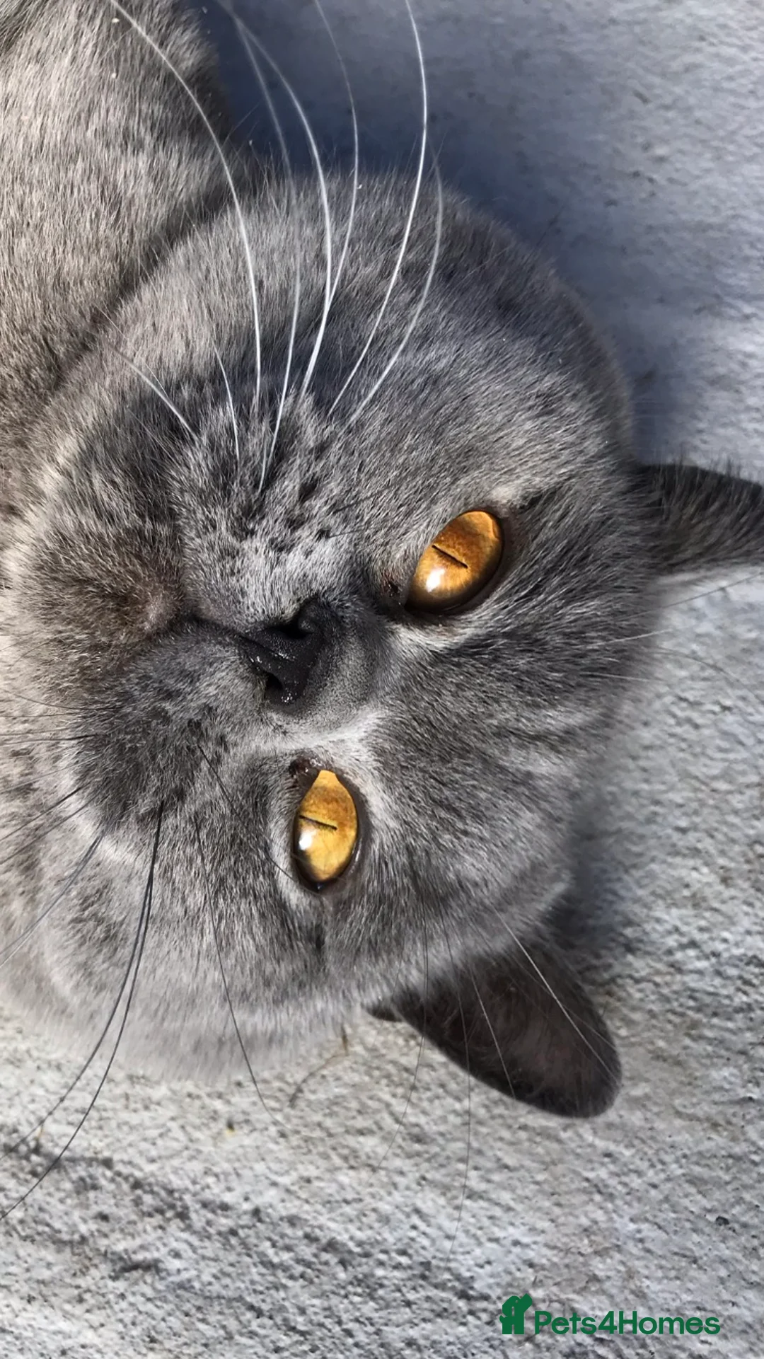 Scottish Fold cats for stud:  East Midlands Tica Blue British shorthair stud  in Derby - Advert 8