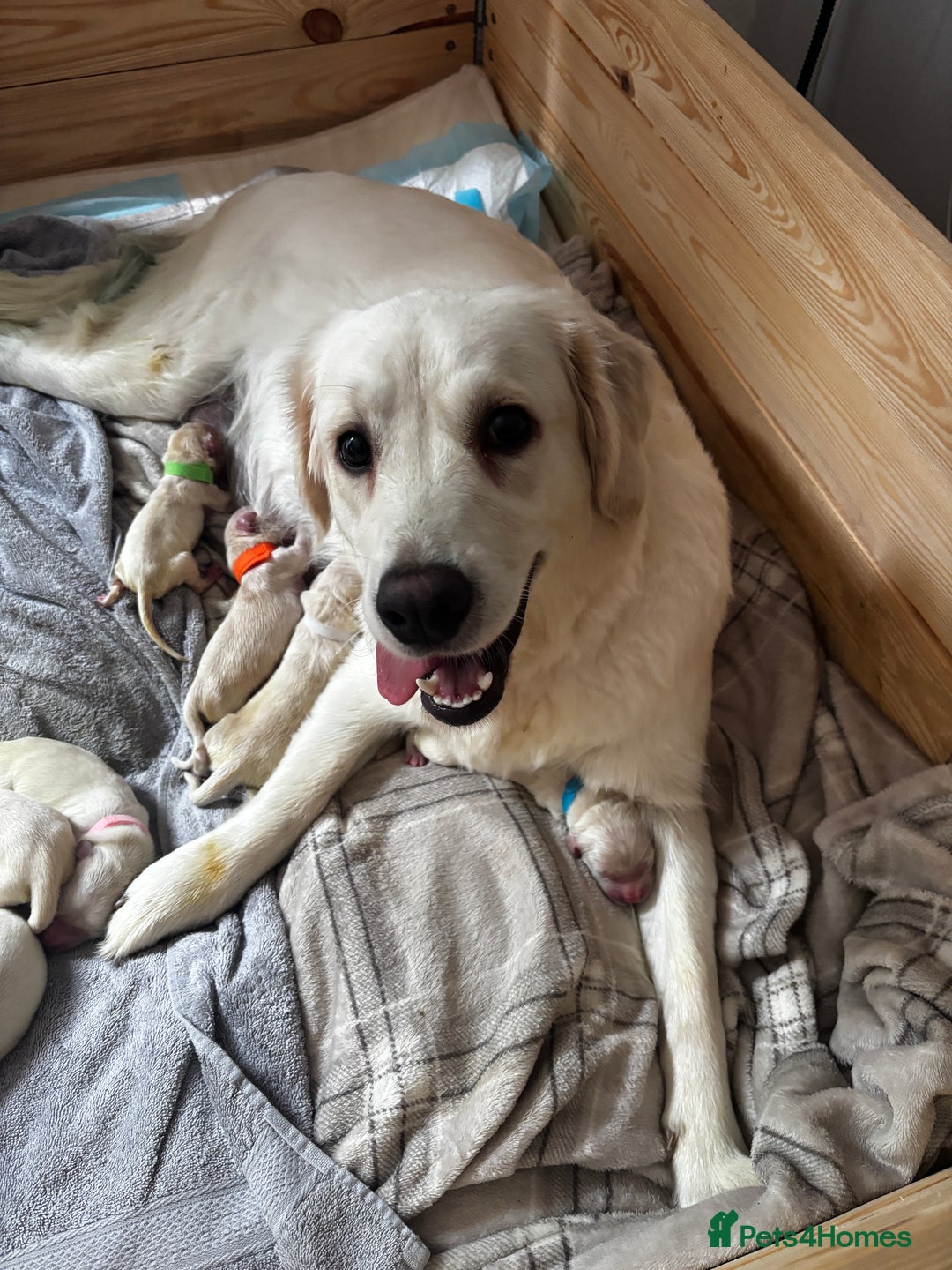 Golden Retriever dogs for sale: Gorgeous Golden Retriever puppies  - Image 13