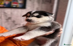 Siberian Husky dogs for sale: Siberian husky puppy’s for sale  - Image 17