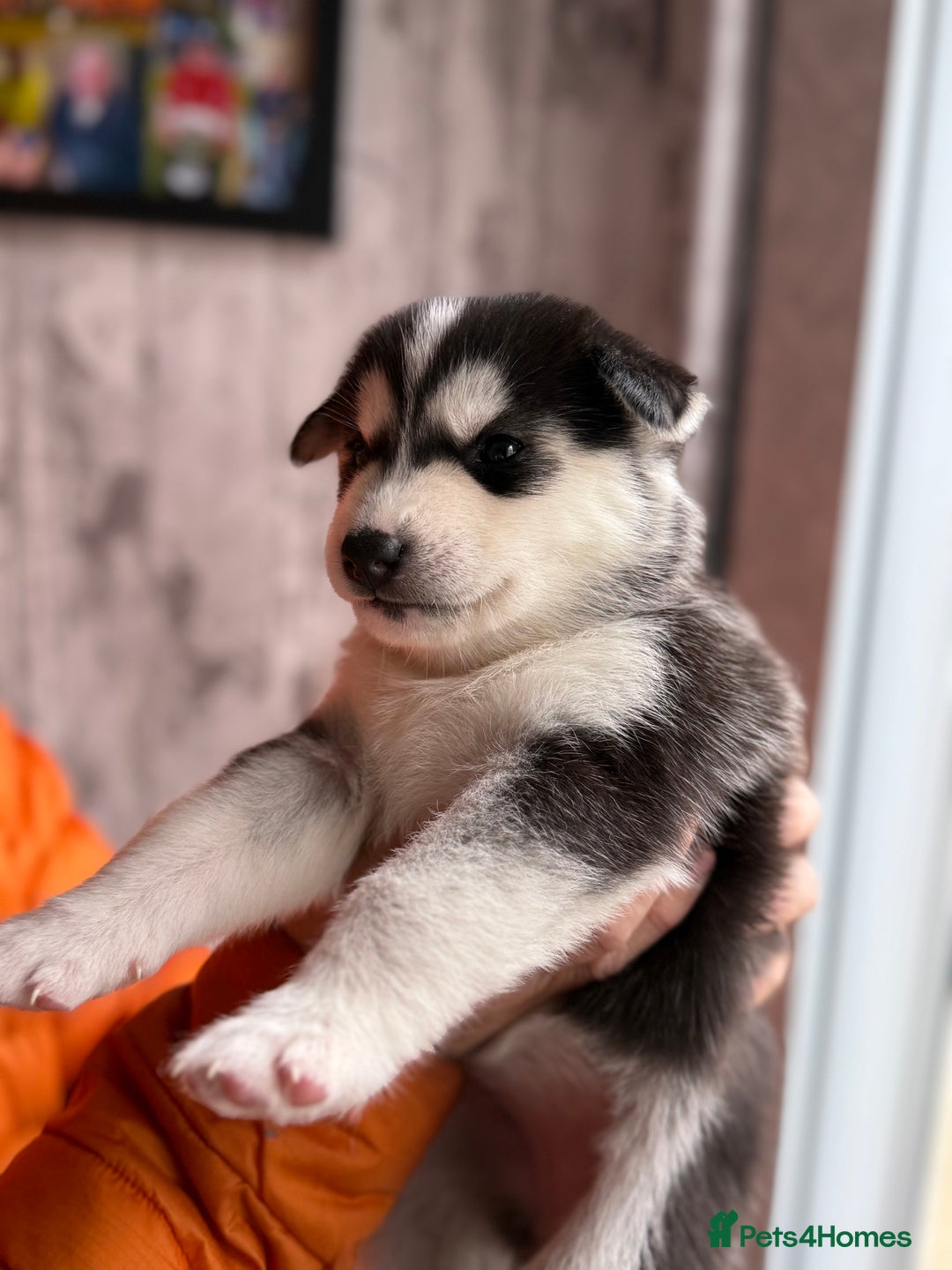 Siberian Husky dogs for sale: Siberian husky puppy’s for sale  - Image 17