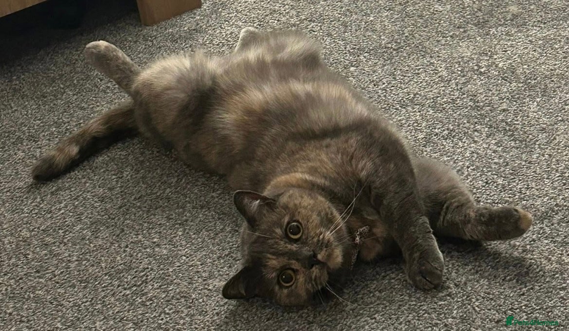 British Shorthair cats Female British Shorthair  - Advert 4