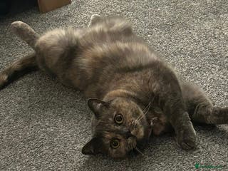 British Shorthair cats Female British Shorthair - Advert 15