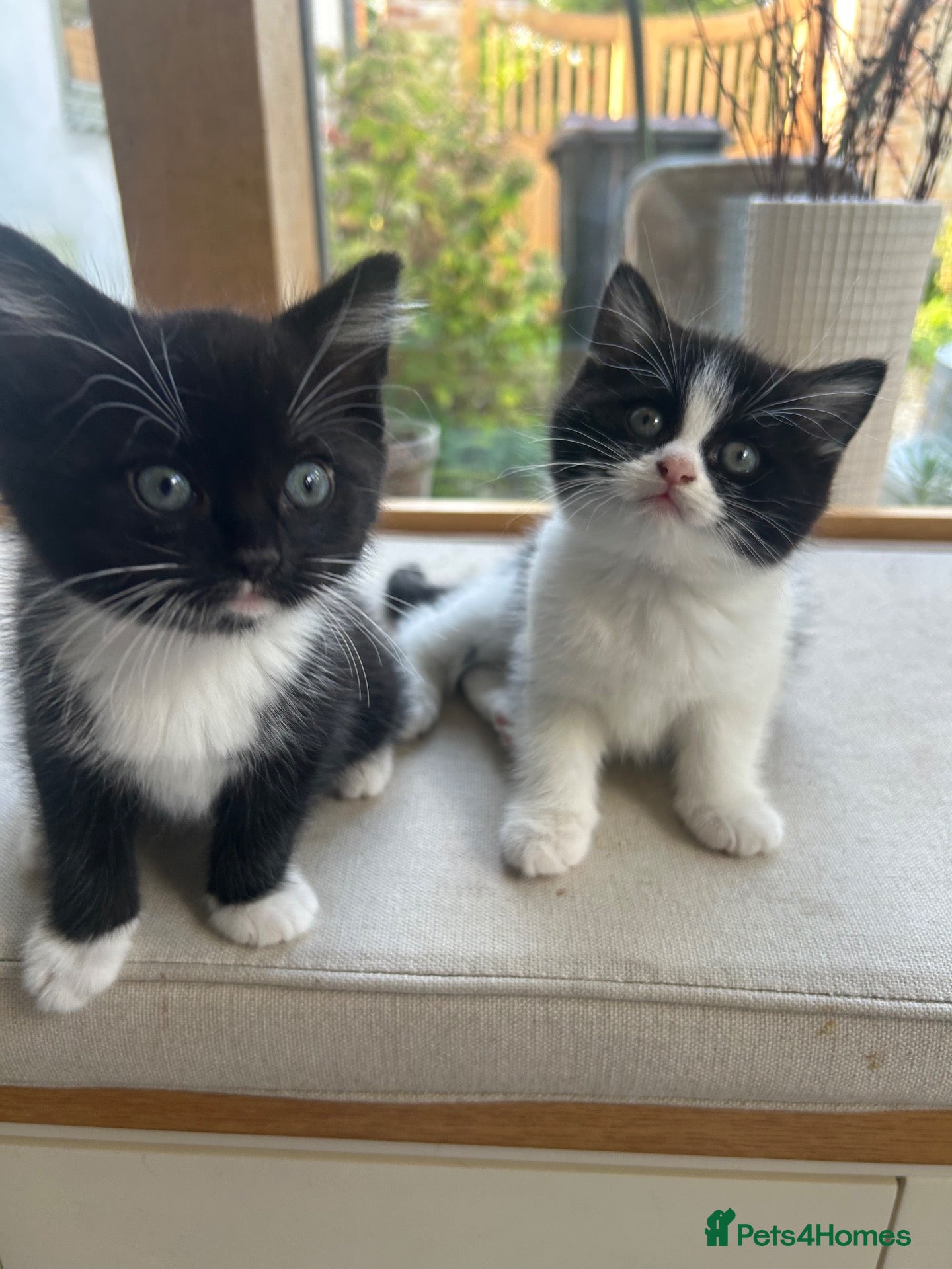 Mixed Breed cats Purdoll - Ragdoll/Persian - kittens  - Advert 18