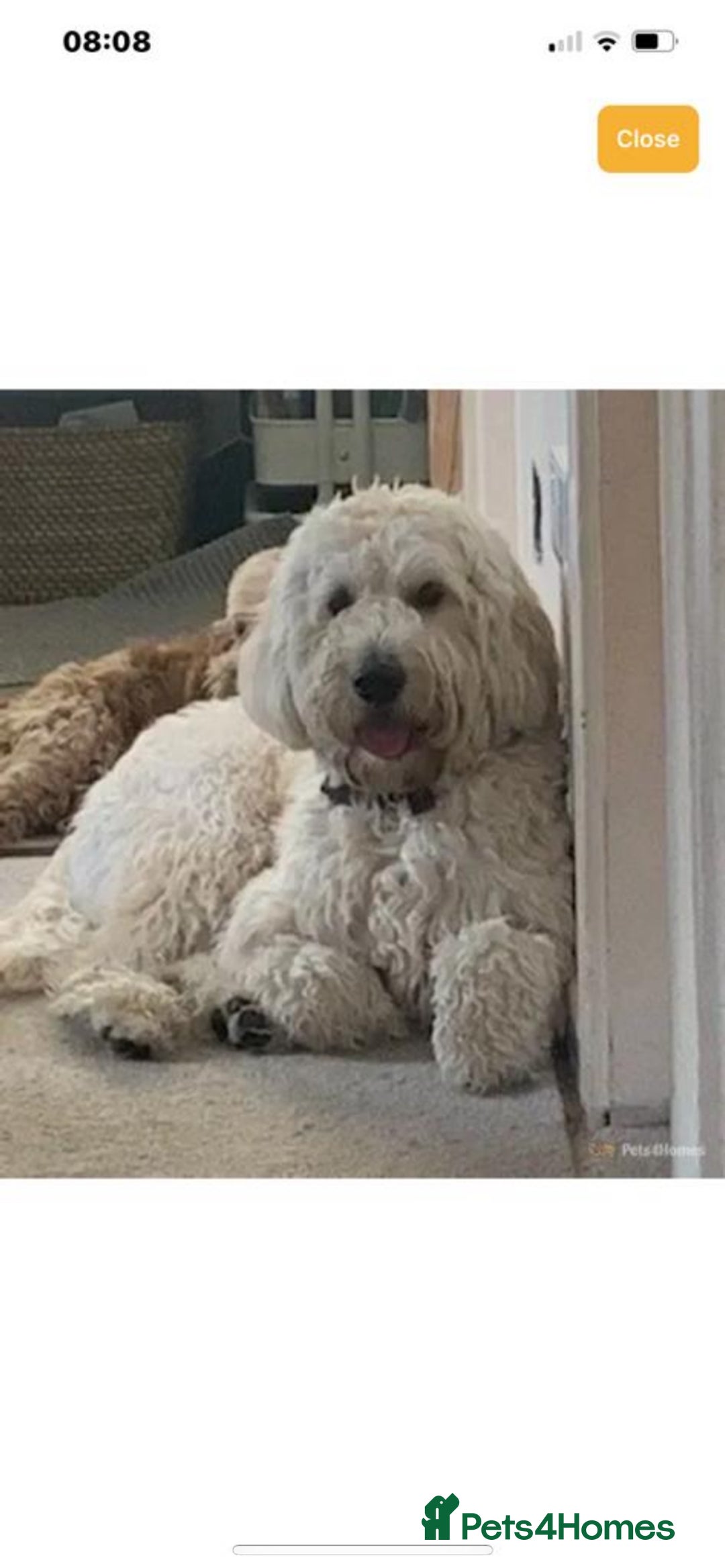 Goldendoodle dogs for sale: Multigenerational Medium Girls Available  - Advert 18