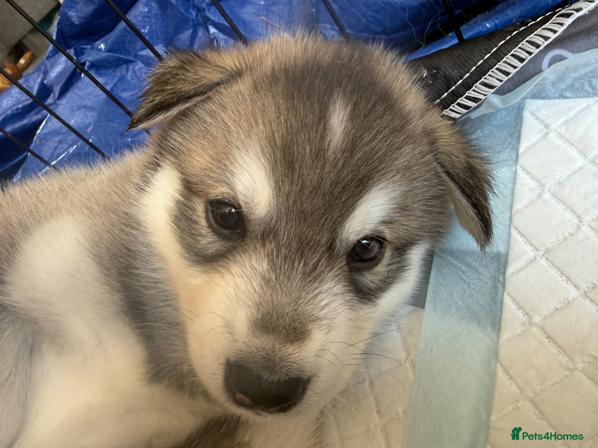 Mixed Breed dogs Beautiful husky cross puppies  - Advert 1