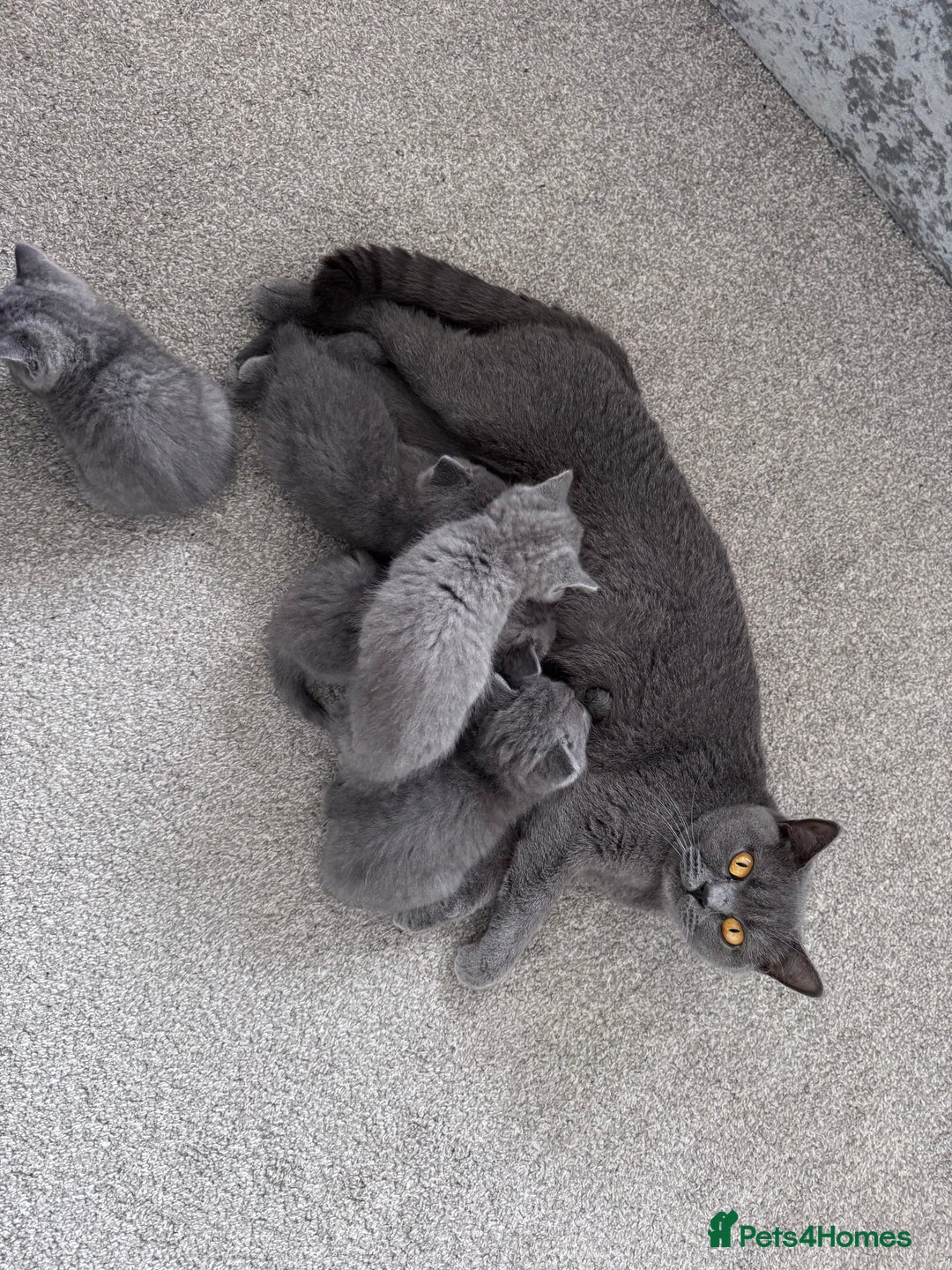 British Shorthair cats for sale: Gccf active Championship British Shorthair Female - Advert 4