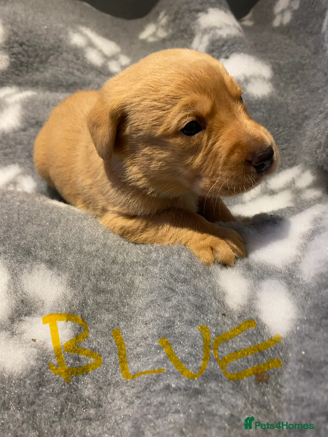 Labrador Retriever dogs for sale: Yellow/Fox Red Labrador puppies - Advert 21