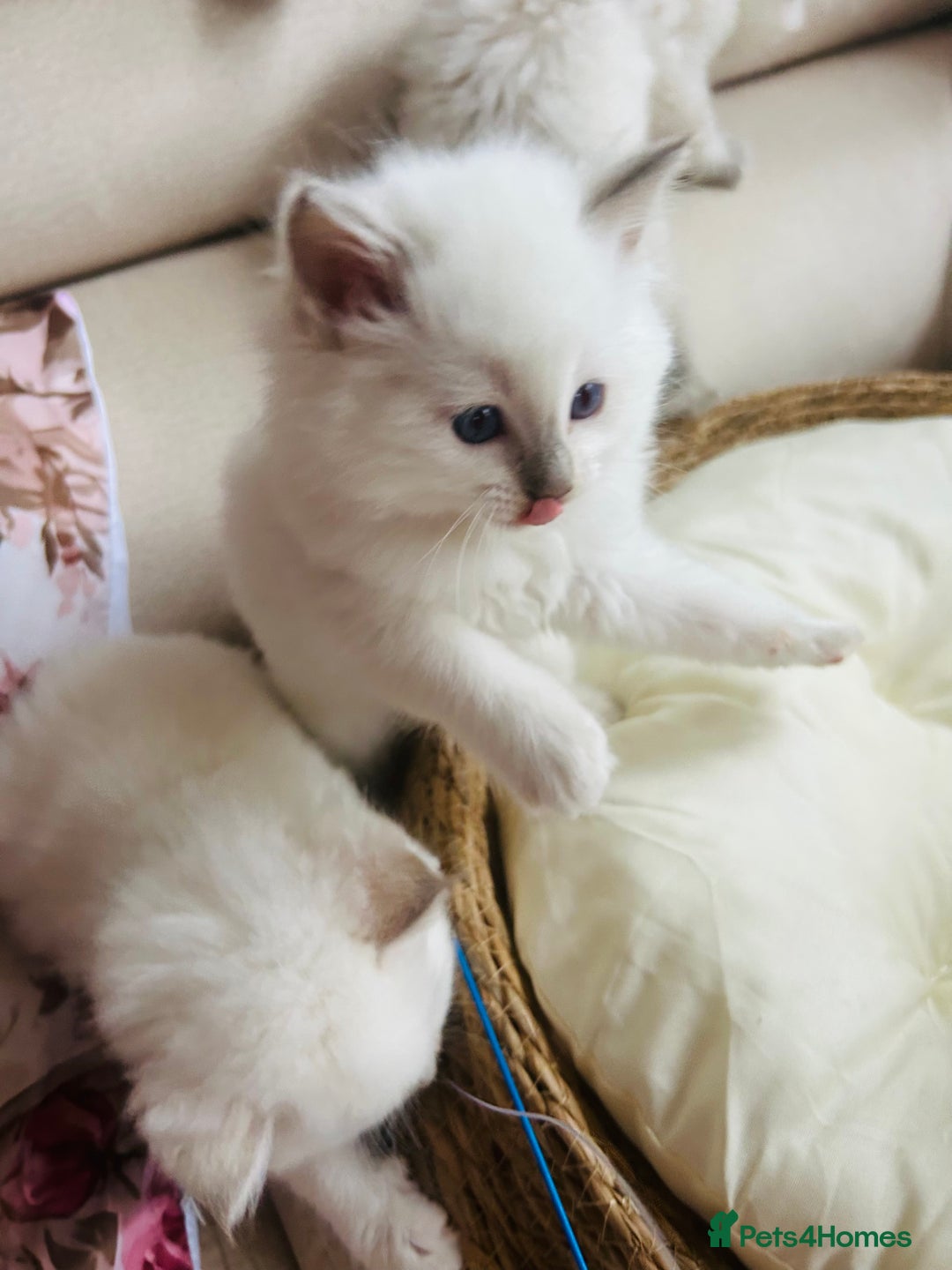 Ragdoll cats for sale: Ragdoll kittens  - Image 5