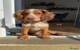 Cocker Spaniel dogs for sale: Working cocker for sale (Mylo)  - Image 9