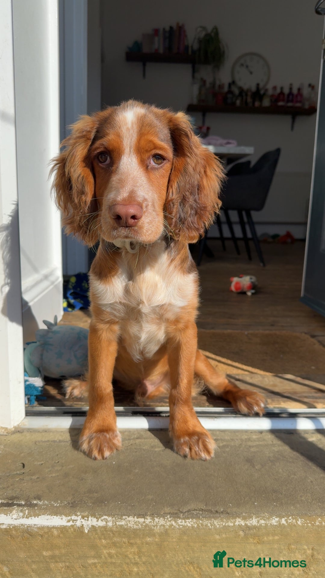 Cocker Spaniel dogs for sale: Working cocker for sale (Mylo)  - Image 9
