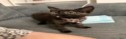 Mixed Breed cats for sale: 9 Week old girl Kitten  in Sunderland - Advert 6