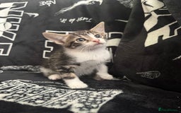 Mixed Breed cats for sale: Tabby/calico  - Image 20