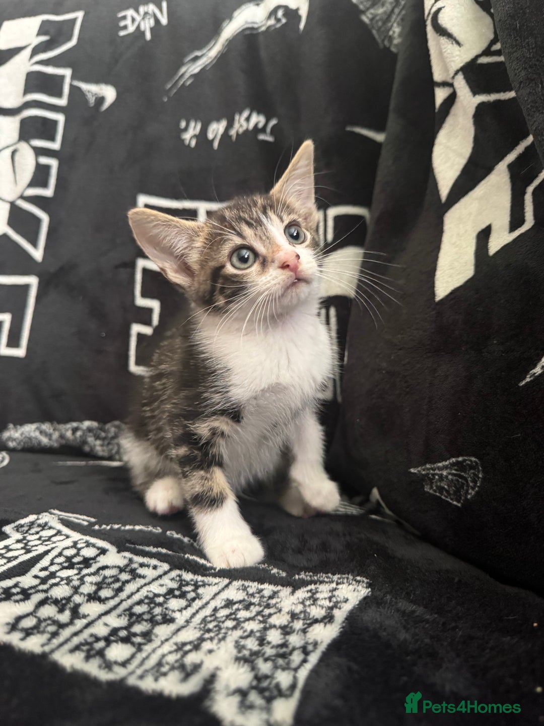 Mixed Breed cats for sale: Tabby/calico  - Image 20