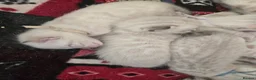 Bengal cats for sale: 🌟 Stunning pure bengal snow kittens 🎉 - Advert 4