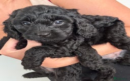 Cavapoo dogs for sale: Beautiful health tested Cavapoo’s 2 black puppies  - Image 11