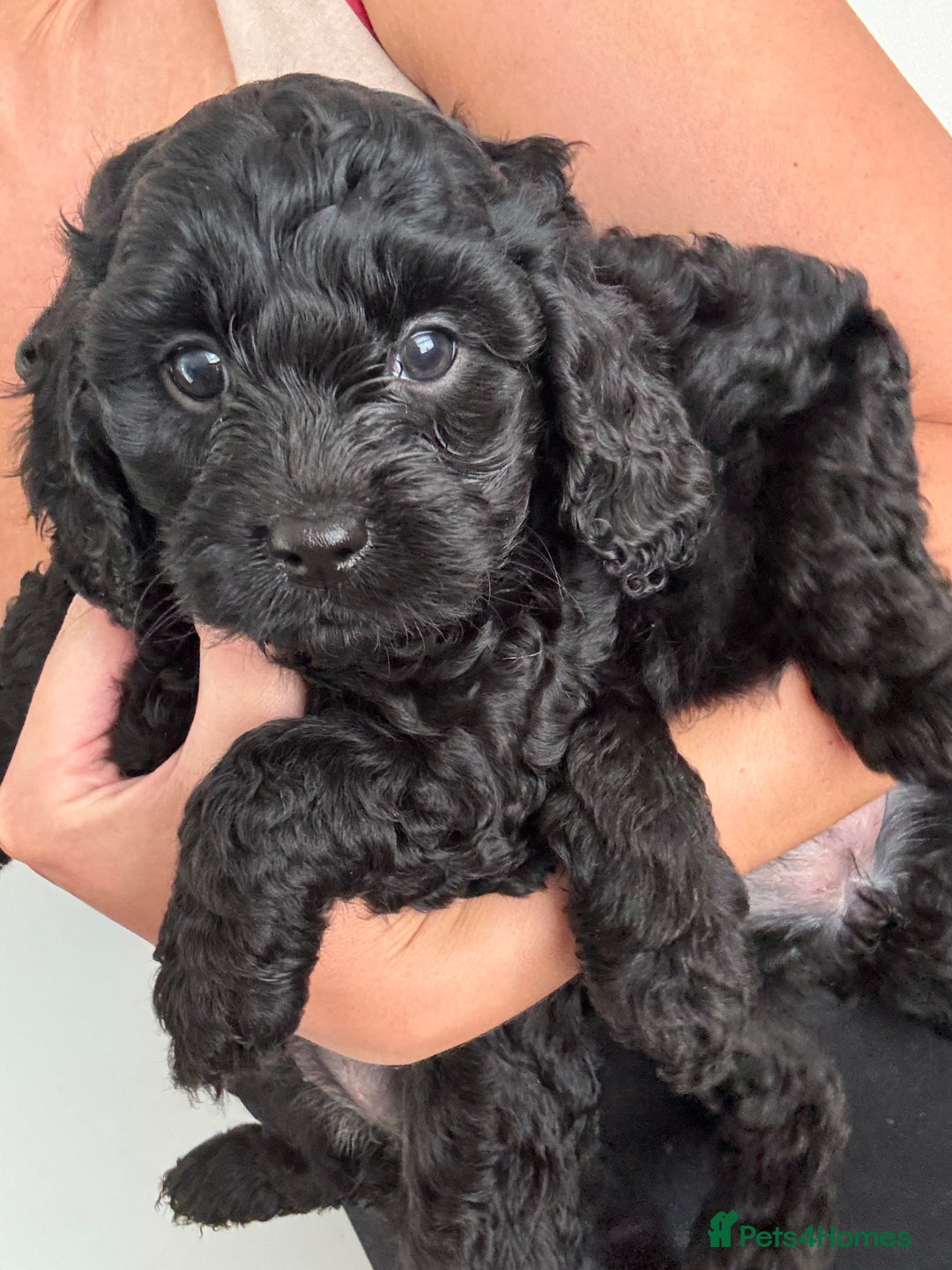 Cavapoo dogs for sale: Beautiful health tested Cavapoo’s 2 black puppies  - Image 11