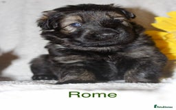 German Shepherd dogs for sale: German shepherd puppies  - Image 6