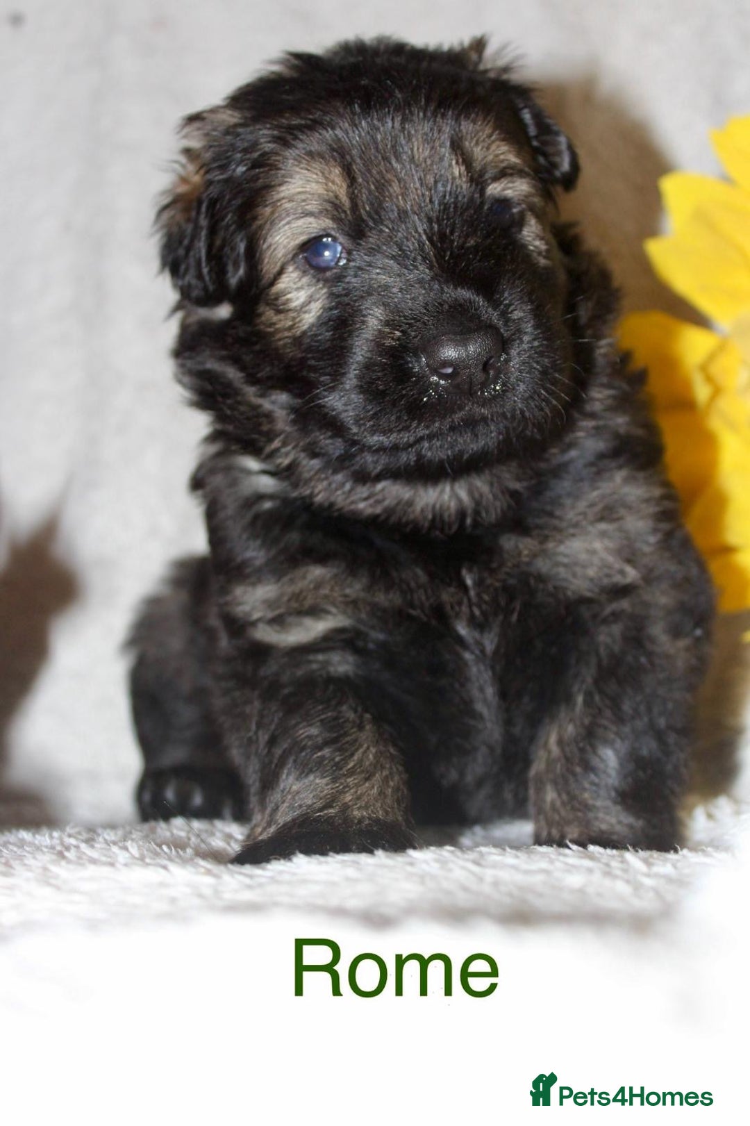 German Shepherd dogs for sale: German shepherd puppies  - Image 6