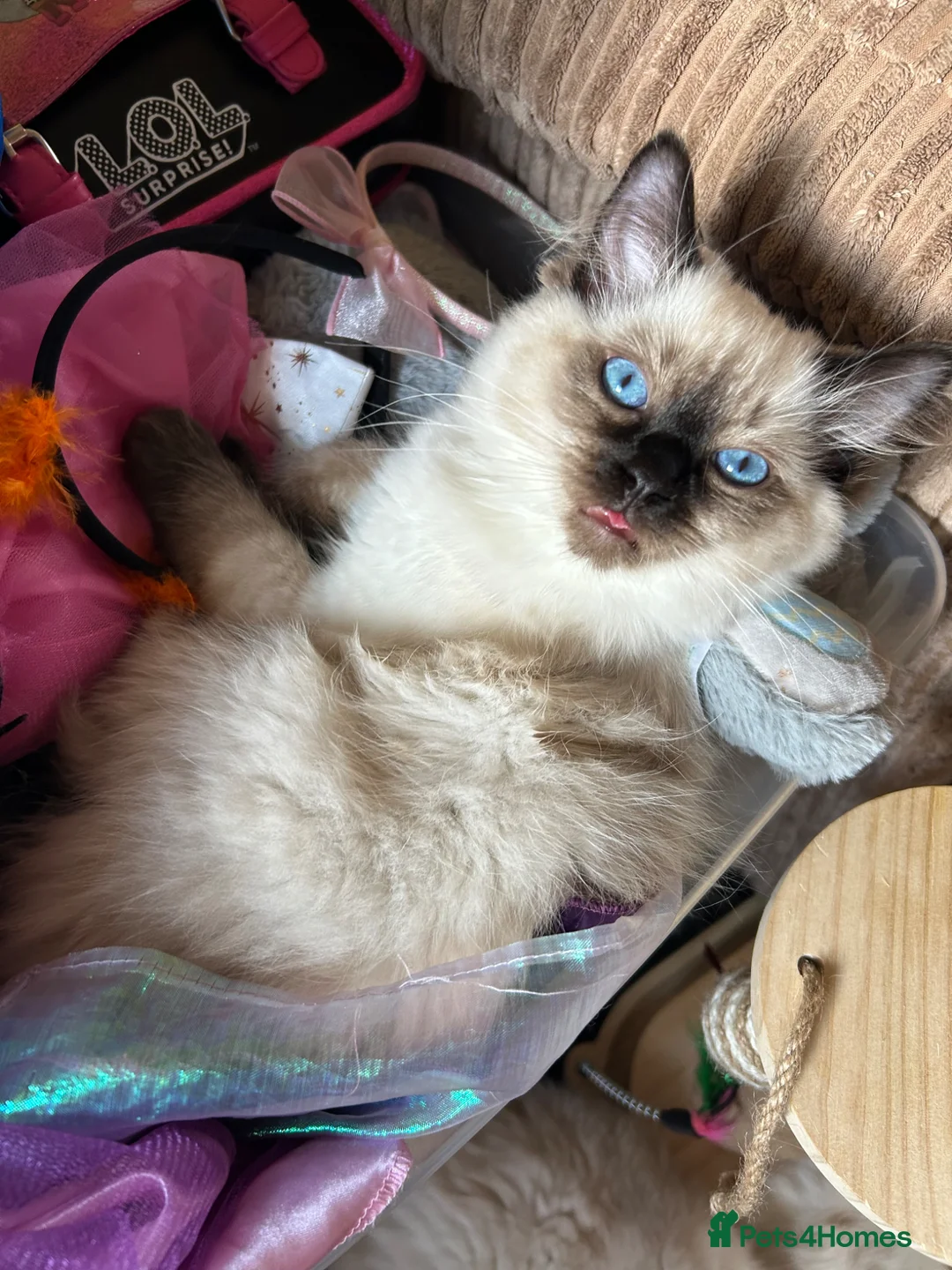 Ragdoll cats for sale: 4 pure Ragdoll kittens✨FREE ESSENTIAL STARTER PACK - Advert 2