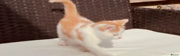 Mixed Breed cats for sale: Adorable Kittens Looking for Loving Homes in Coventry - Advert 4