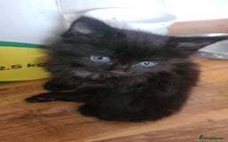 Mixed Breed cats for sale: Kittens for sale  - Advert 20