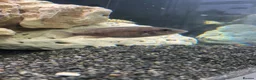 Cichlids fish for sale: Malawi cichlids dragon blood  - Advert 2
