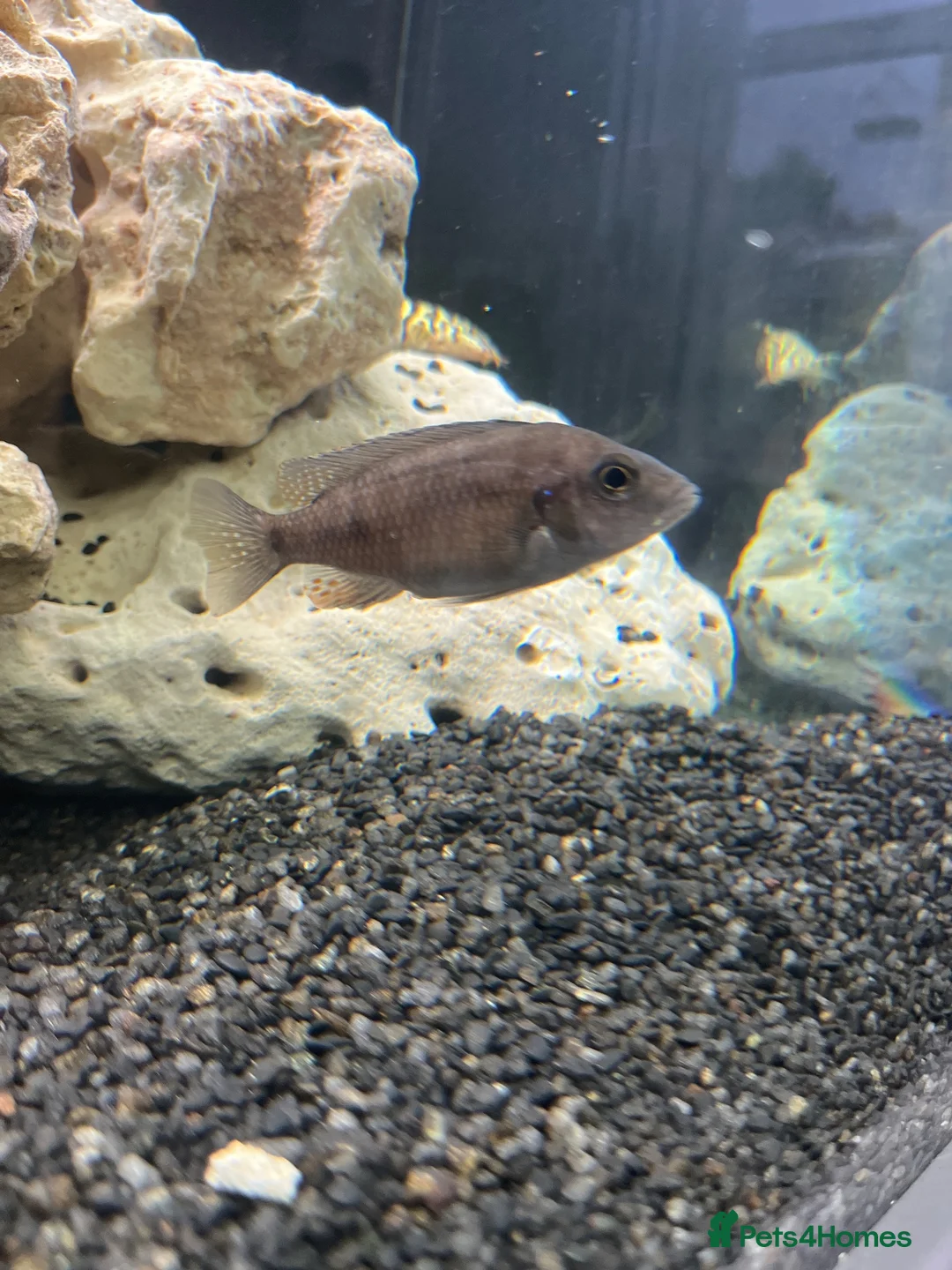 Cichlids fish for sale: Malawi cichlids dragon blood  - Advert 2