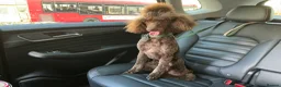 Poodle dogs for sale: Male chocolate moyen poodle looking for a new home - Advert 3