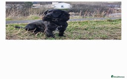 Cocker Spaniel dogs for sale: Cocker spaniel puppies  - Image 7