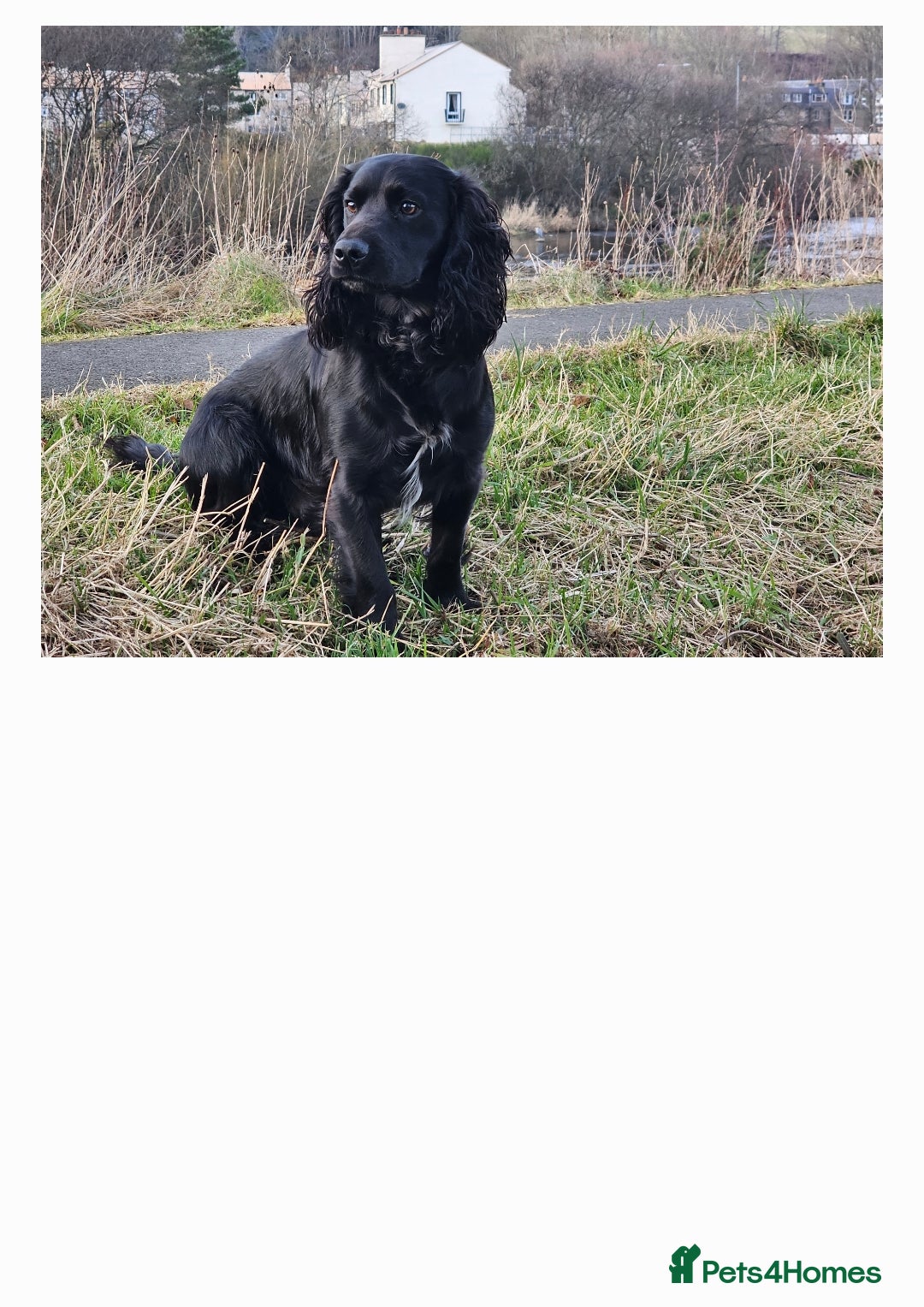 Cocker Spaniel dogs for sale: Cocker spaniel puppies  - Image 7