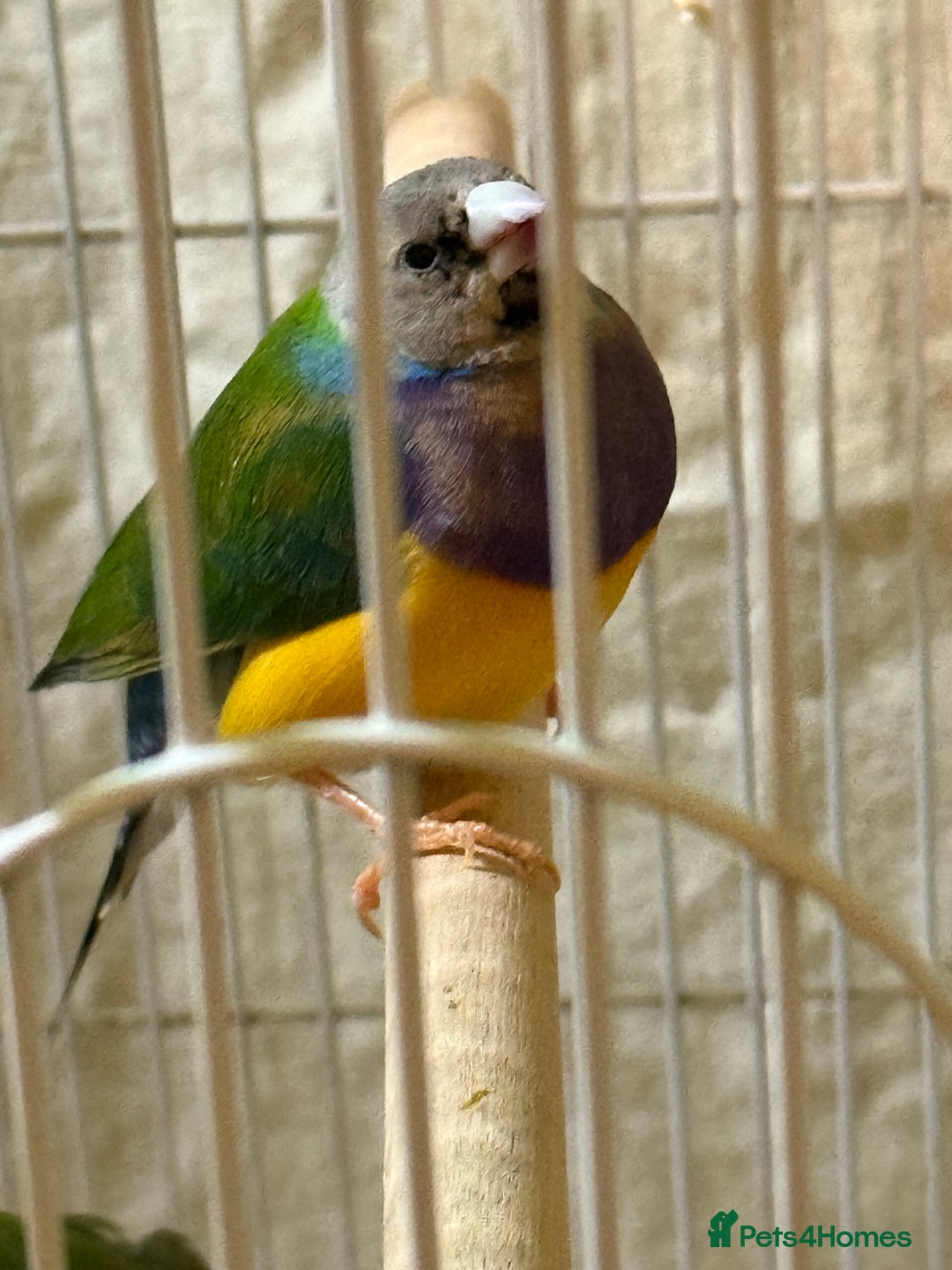 Finches birds for sale: 6 months old male and female guardians   - Advert 2