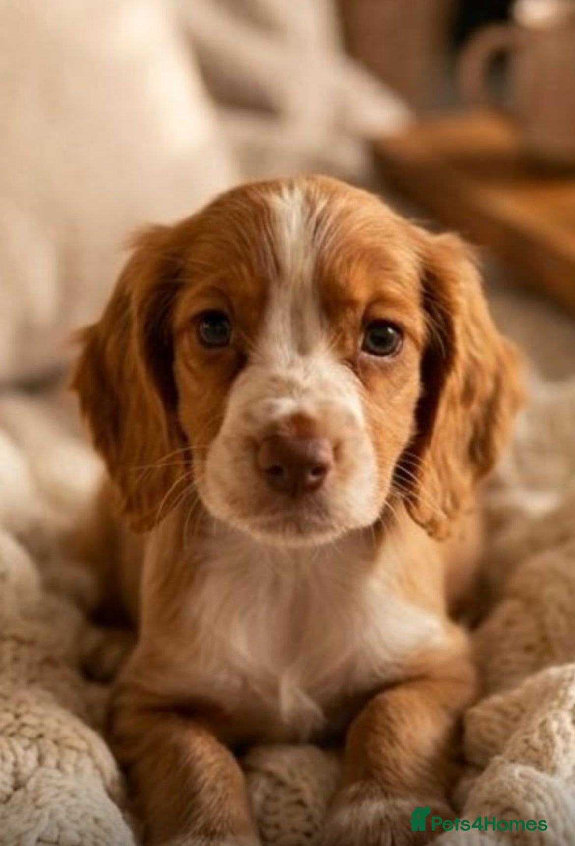 Cocker Spaniel dogs Cocker spaniel puppies  - Advert 2