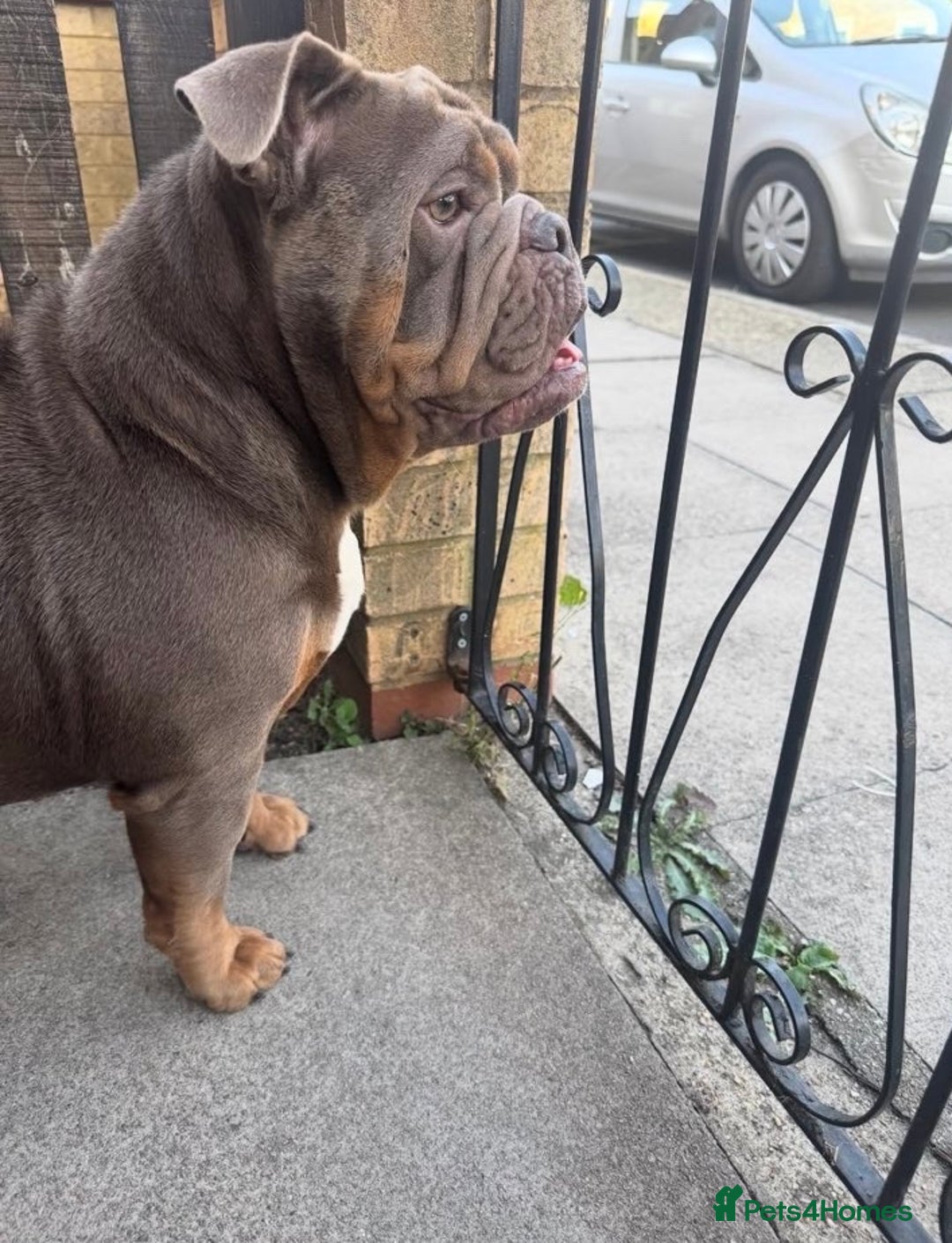 English Bulldog dogs for sale: Lilac tri english bulldogs  - Advert 2