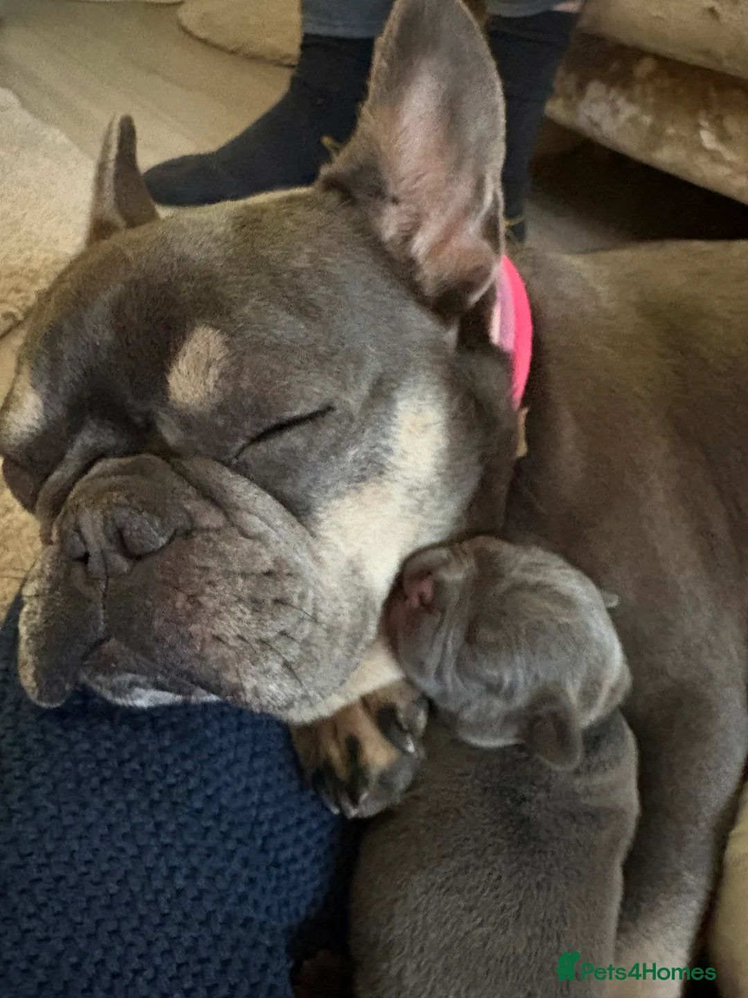 French Bulldog dogs for sale: Kc registered French bulldog puppies - Advert 9