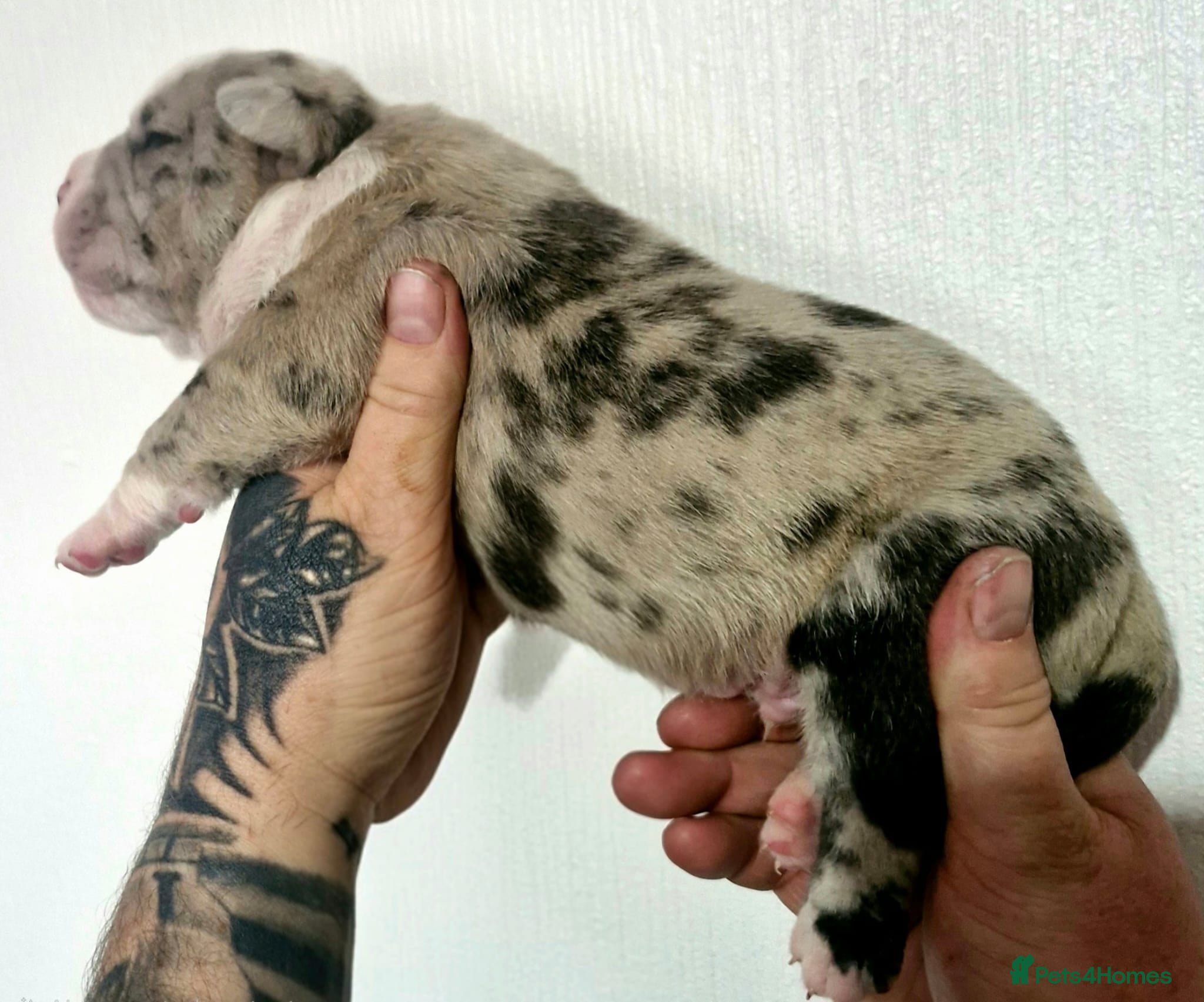 Olde English Bulldogge dogs Stunning old English bulldog puppies - Advert 1