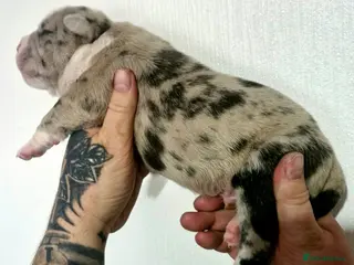 Olde English Bulldogge dogs Stunning old English bulldog puppies - Advert 1