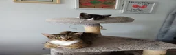 Egyptian Mau cats for sale: Beautiful 1/4 Egyptian Mau - Advert 1