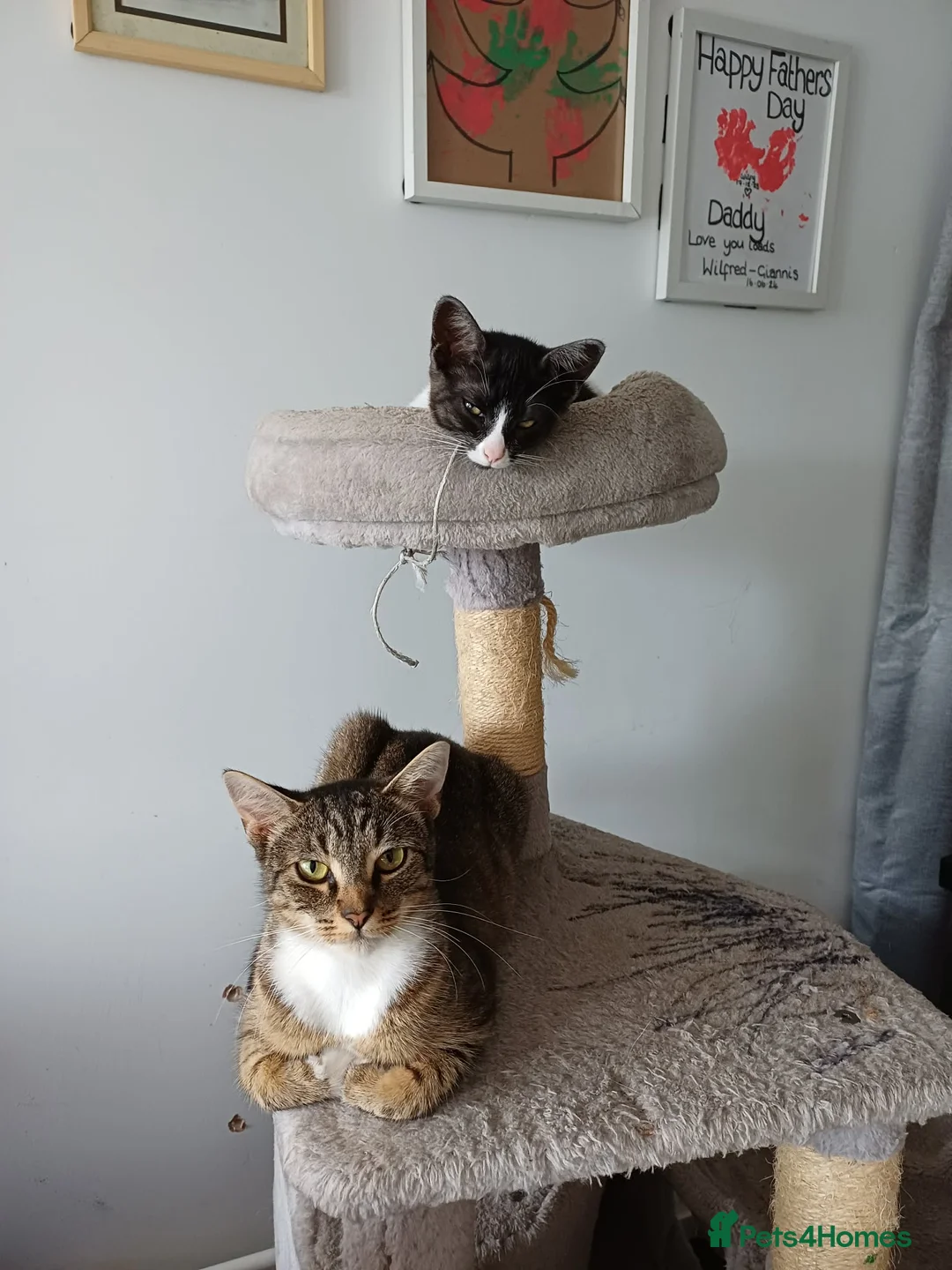 Egyptian Mau cats for sale: Beautiful 1/4 Egyptian Mau - Advert 1
