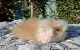 Mini Lion Lop rabbits for sale: Mini lop lops - Image 13