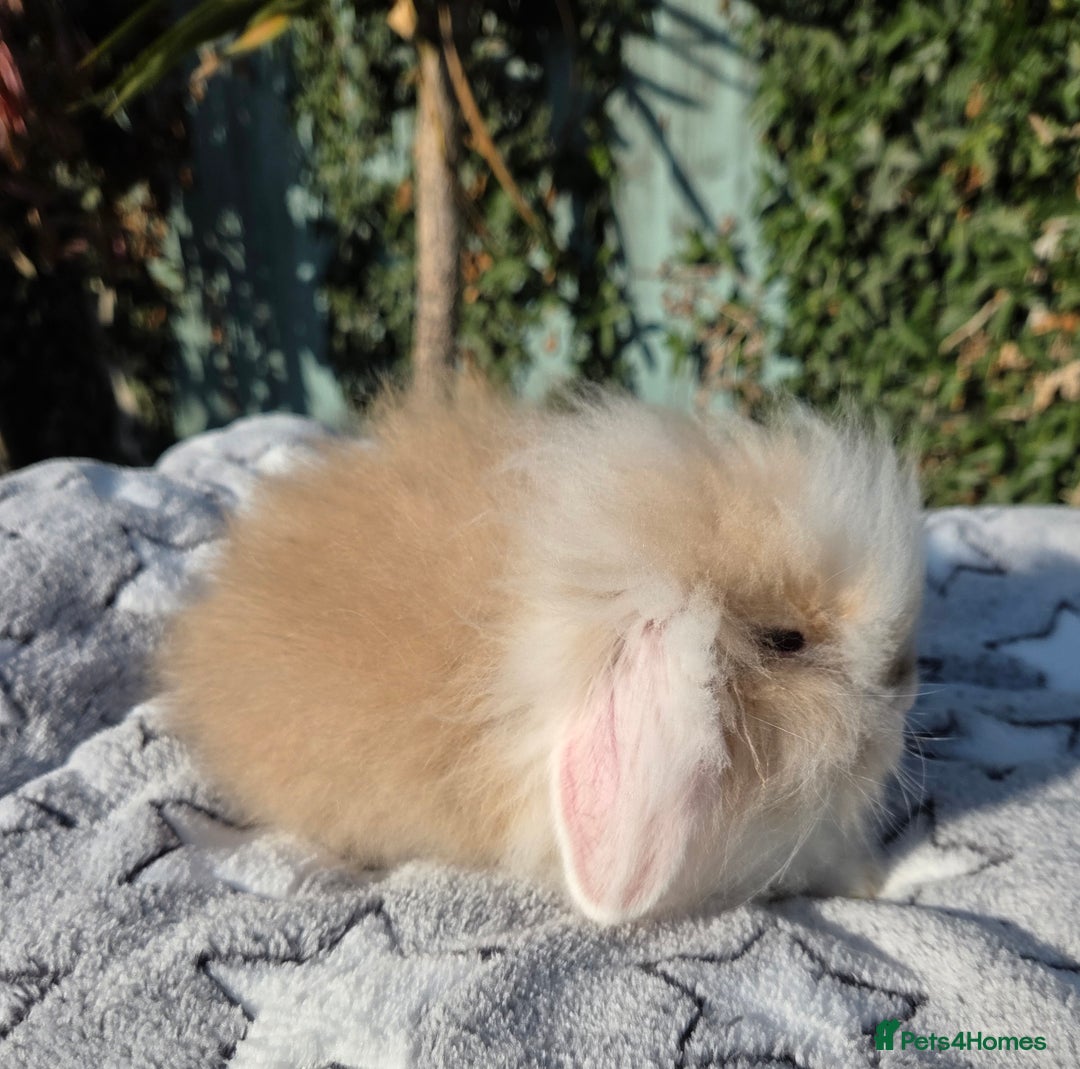Mini Lion Lop rabbits for sale: Mini lop lops - Image 13