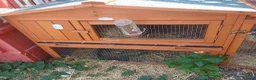 Guinea Pig rodents for sale: Butter and Bean in Trowbridge - Advert 5