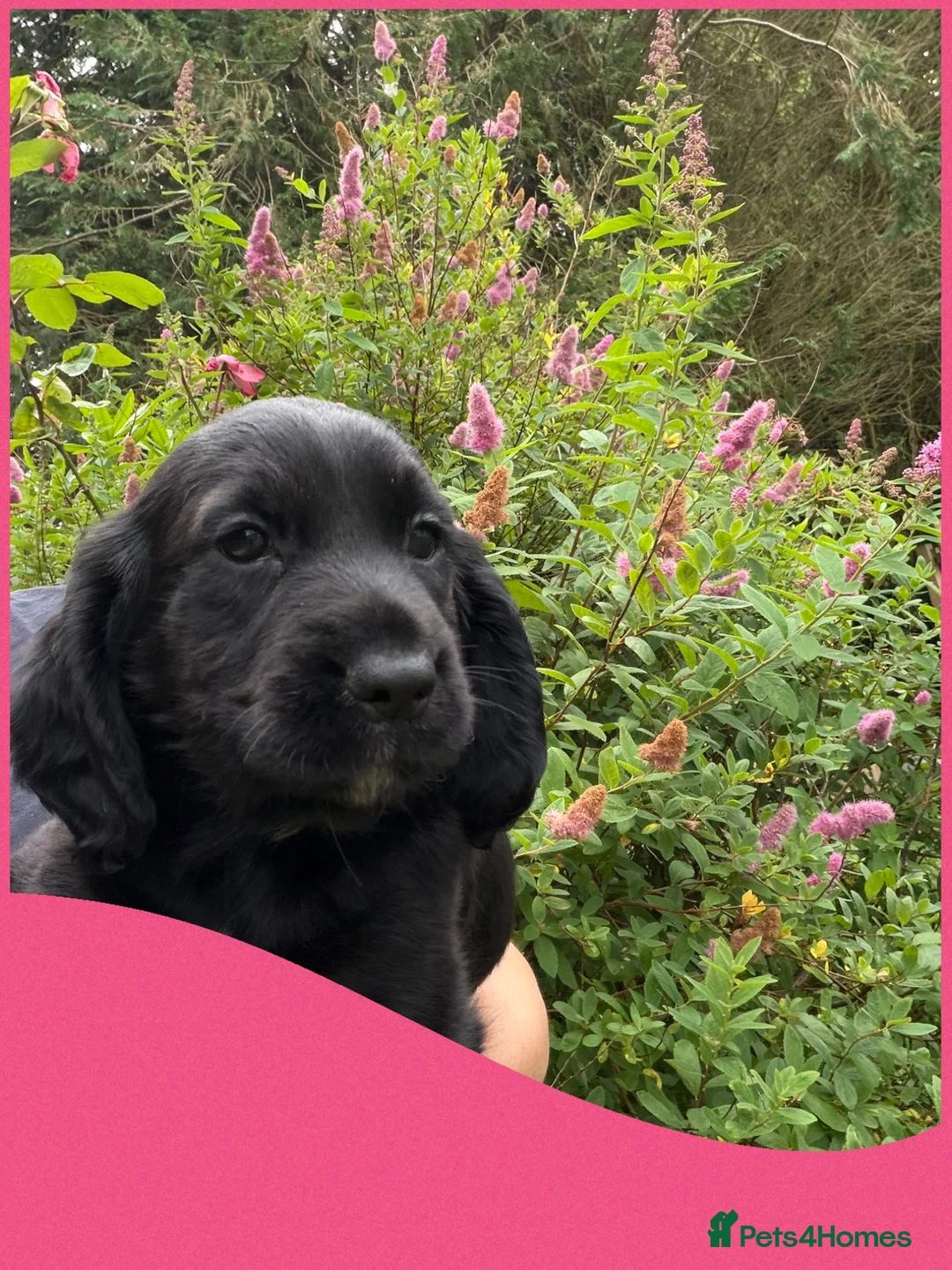 Cocker Spaniel dogs for sale: KC Registered Working Cocker Spaniels - Advert 21