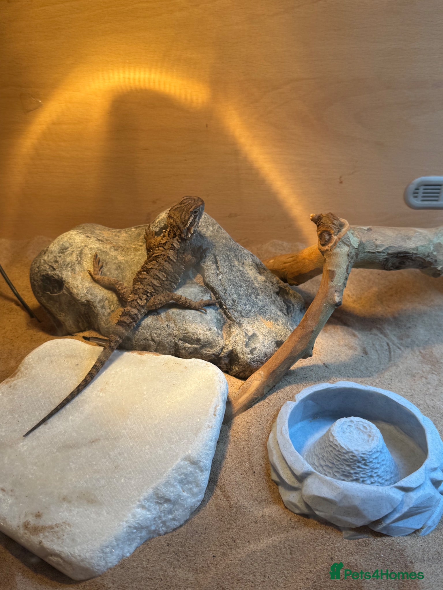 Bearded Dragon reptiles Baby Rankin Dragon - Advert 2