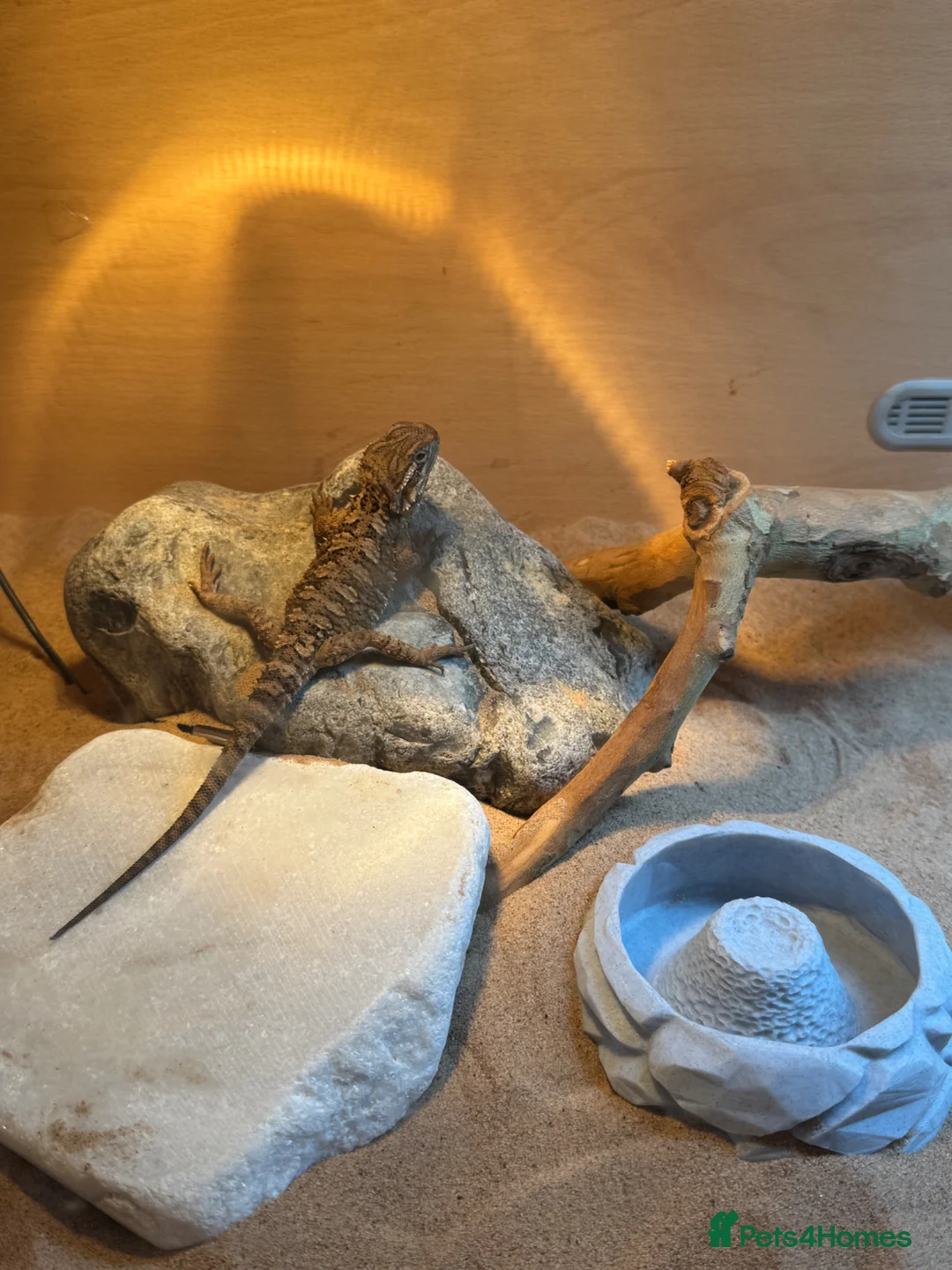Bearded Dragon reptiles for sale: Baby Rankin Dragon in Cheltenham - Advert 2