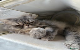 Ragdoll cats for sale: Loving Indoor Cat Duo Seeking Their Forever Home  - Image 11