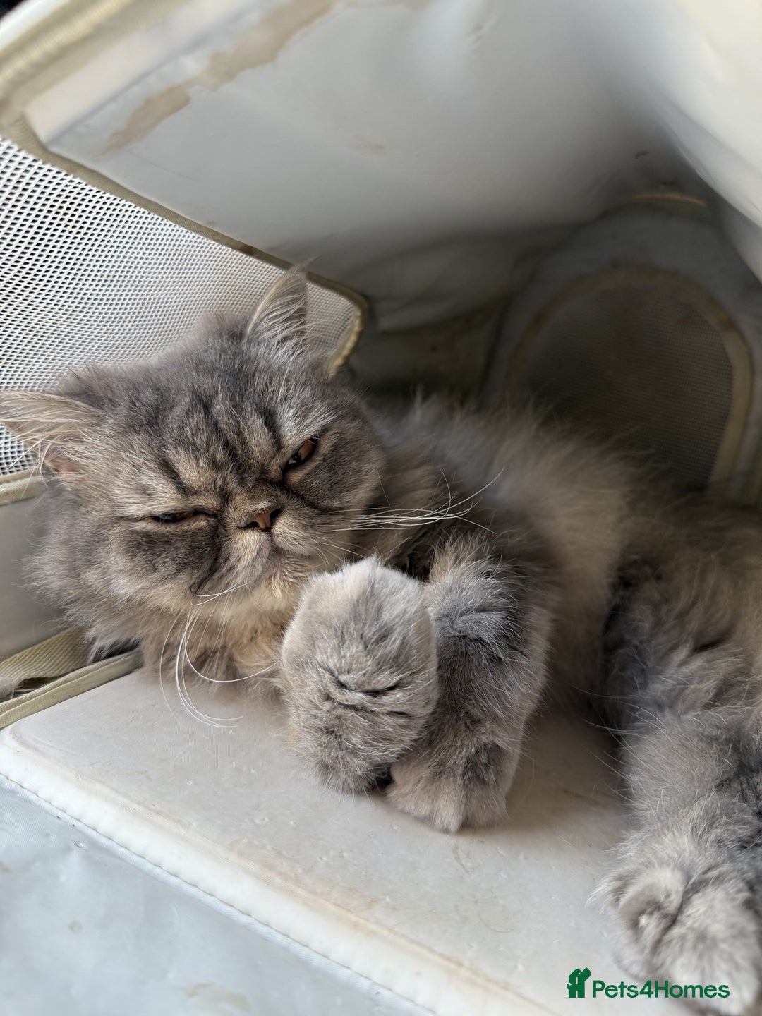 Ragdoll cats for sale: Loving Indoor Cat Duo Seeking Their Forever Home  - Image 11