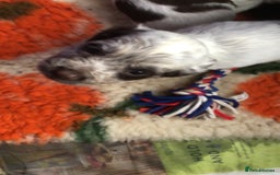 Cocker Spaniel dogs for sale: Gorgeous Working Cocker Spaniel puppies - Image 3