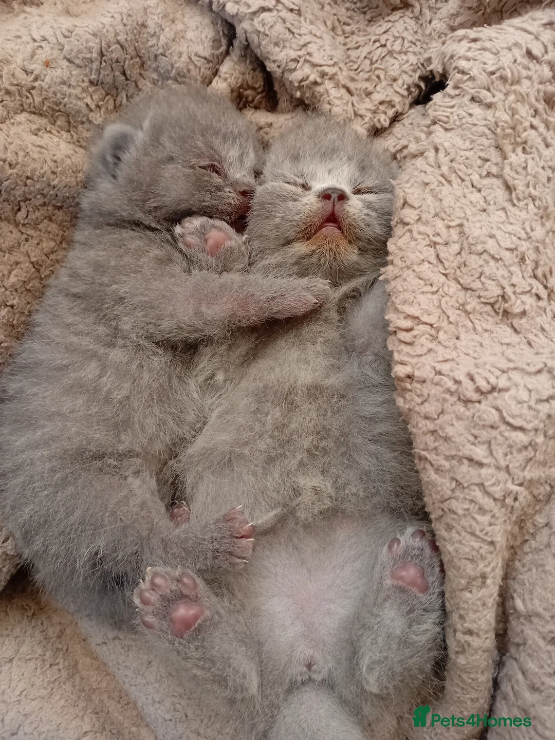 British Shorthair cats for sale: BSH PEDIGREE BEAUTIFUL BOY AND GIRL - Advert 14